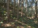 Kokashingushi4.jpg