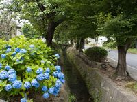 Shiroi51.jpg