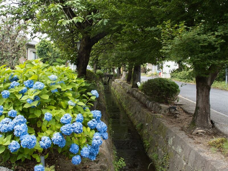 File:Shiroi51.jpg