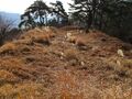 Thumbnail for version as of 13:01, 16 January 2021