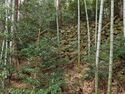 Azuchi east12.jpg