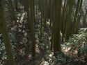 Ogawanakanokoka8.jpg
