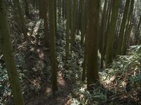 Ogawanakanokoka8.jpg