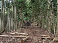 Shuzan11.jpg