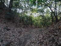 Yamana13.jpg