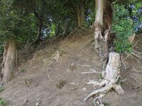 AzaiNishijou (1).jpg