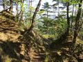 Thumbnail for version as of 22:12, 19 October 2021