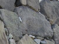 Edokokuin33.jpg