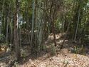 Kokashimoyama15.jpg