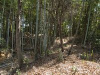 Kokashimoyama15.jpg