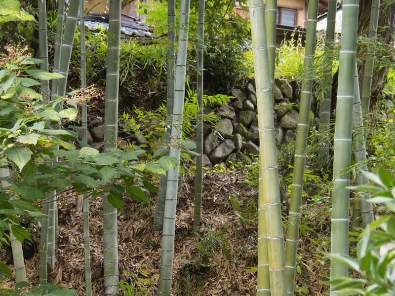 File:Tanbakame5.jpeg