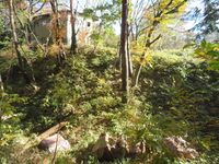 Akagikitajou (3).JPG