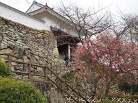 Hamamatsu3.jpg