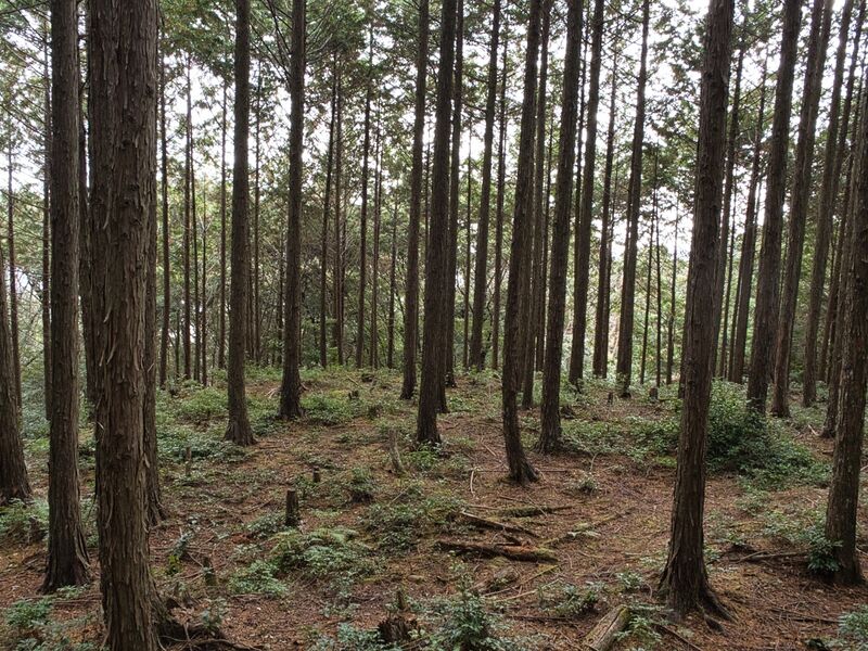 File:Kannosankyoto20.jpg