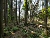 Haiyama8.jpg