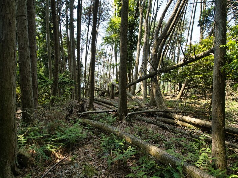 File:Haiyama8.jpg