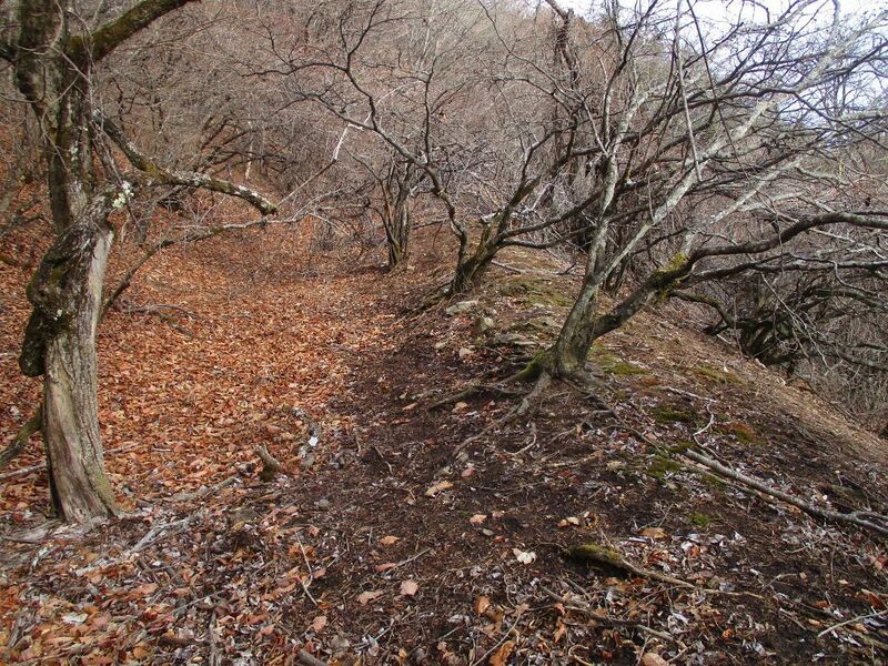 File:MisakajouC (8).jpg