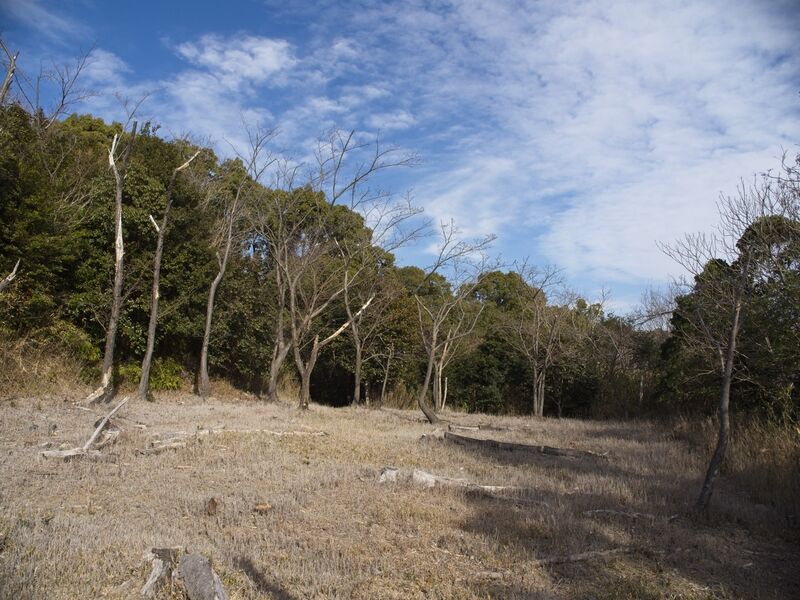 File:Tedori50.jpg