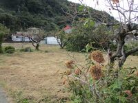 KaiSankoujiRui (5).JPG