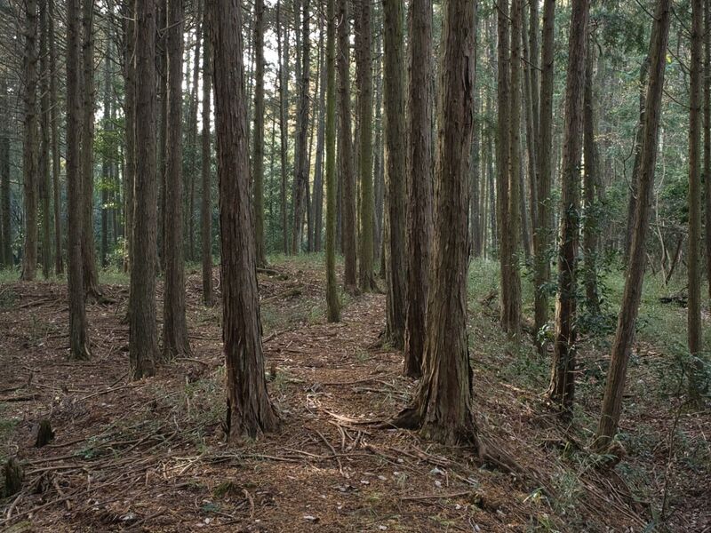 File:Koideyakatakyoto21.jpg