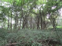 ChikumaGotenyamajou (2).JPG