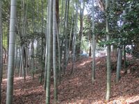 OhhiraTsujishigejou (3).jpg