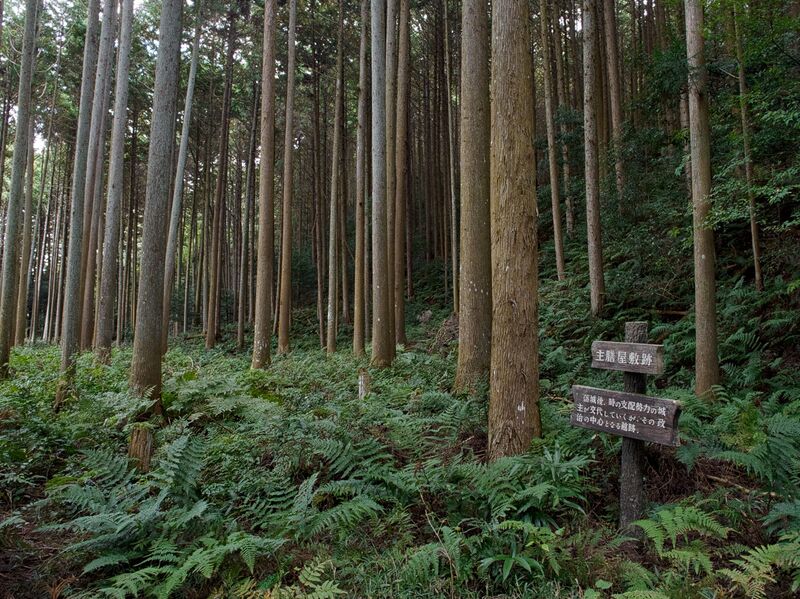File:Yakamitanba4.jpg
