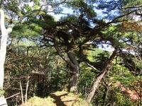 Omijou (12).JPG