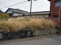 Shingujinya3.jpg