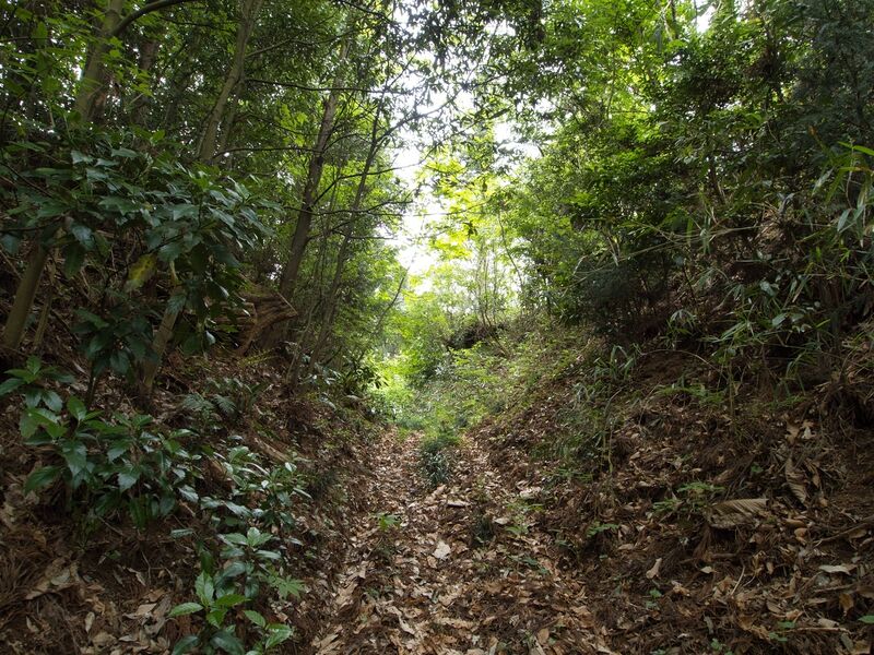 File:Shirahata3.jpg