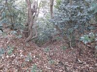 Tezutsuyamajou (4).JPG