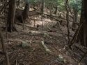 Tsubokasayama22.jpg