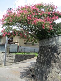 AzumiUchiboriYakata (7).JPG