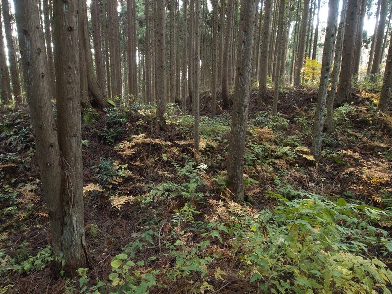 File:Chausudate7.jpg