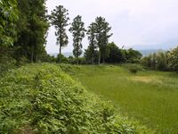 Shiroi31.jpg