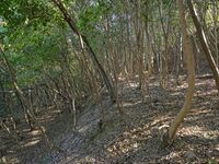 Tedori19.jpg