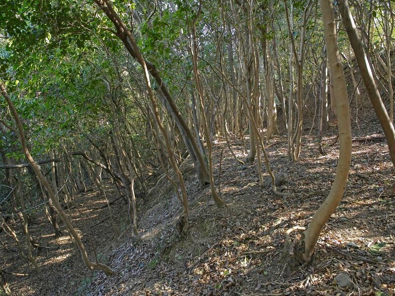 File:Tedori19.jpg