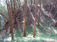 Ishigami (3).JPG