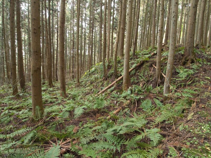 File:Ogoe6.jpg