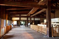 Osaka tamonyagura6.jpg