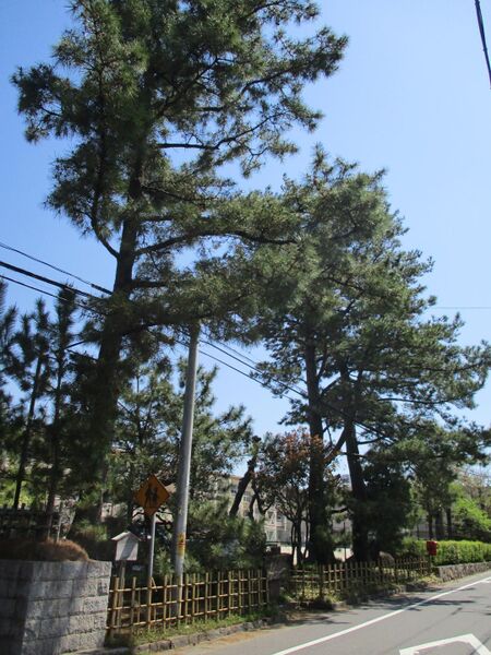 File:MikawaFujikawajou (25).jpg