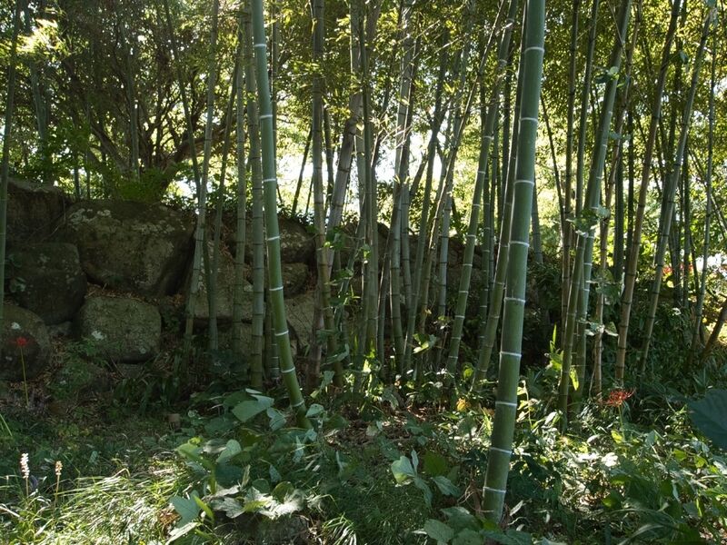 File:Ohmizojo20.jpg