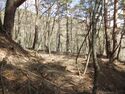 YabuharaToride (7).JPG