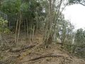 Thumbnail for version as of 00:04, 25 March 2023