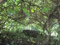 MitsuiUkonnojouYashiki (4).JPG