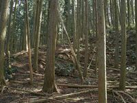 Ogawanakanokoka17.jpg