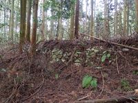 Takatori156.jpg