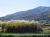 Ougidairayamajou (6).JPG