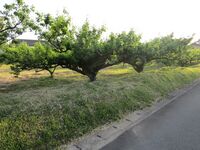 SarakiJinya16.JPG