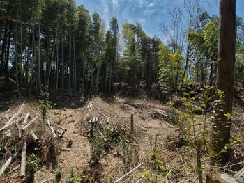 Kokashimoyama16.jpg
